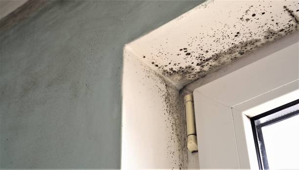 Reliable Morgans Point Resort, TX Mold Removal Solutions