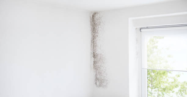 Mold Remediation for Rental Properties in Morgans Point Resort, TX