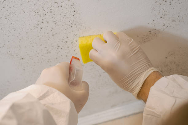 Best Mold Documentation for Insurance Claims  in Morgans Point Resort, TX
