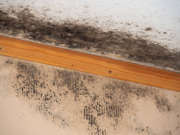 Best Post-Remediation Verification Testing  in Morgans Point Resort, TX