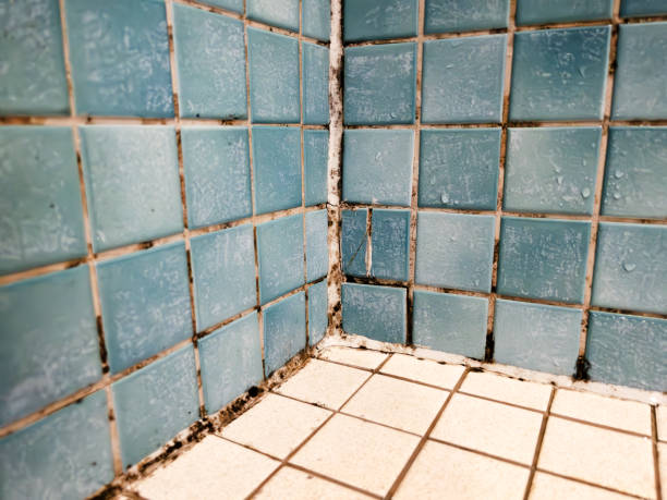 Biohazard Mold Removal in Morgans Point Resort, TX