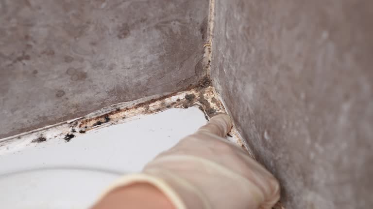 Best Environmental Consulting for Mold Prevention  in Morgans Point Resort, TX